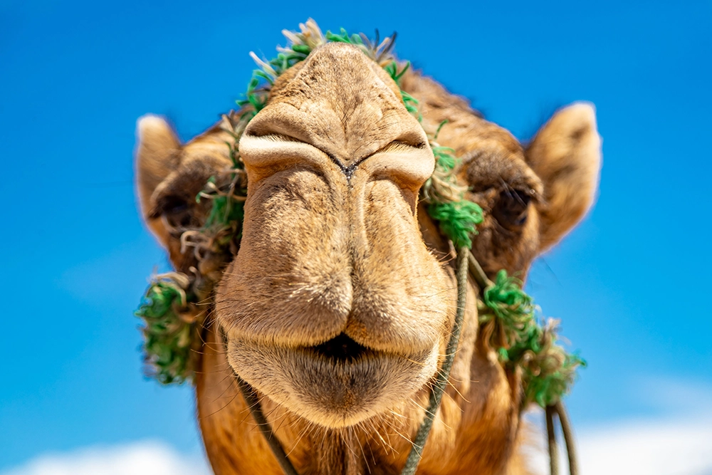 Camela Camel Face