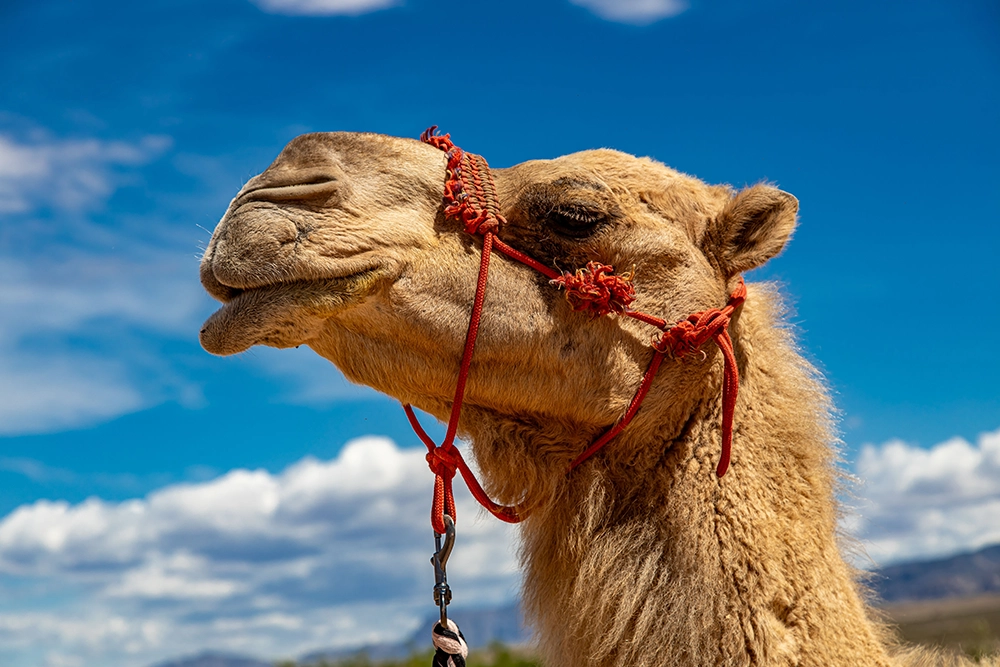 Camel Face