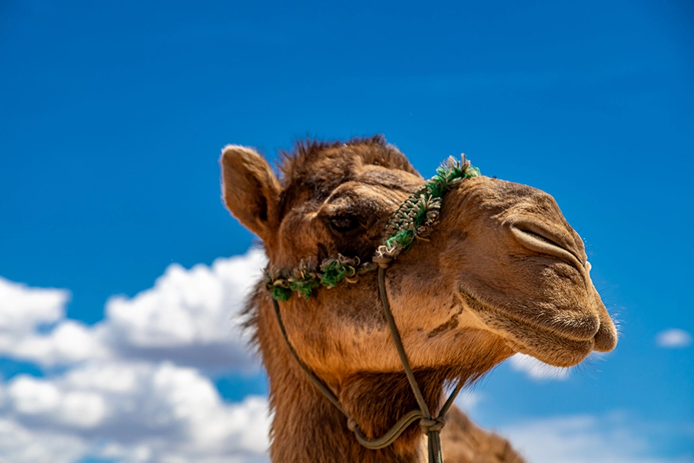 camelface3 Camel Face