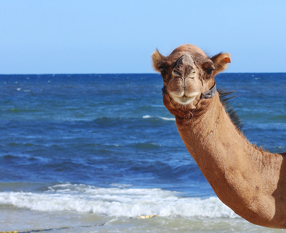 camelface5 Camel Face