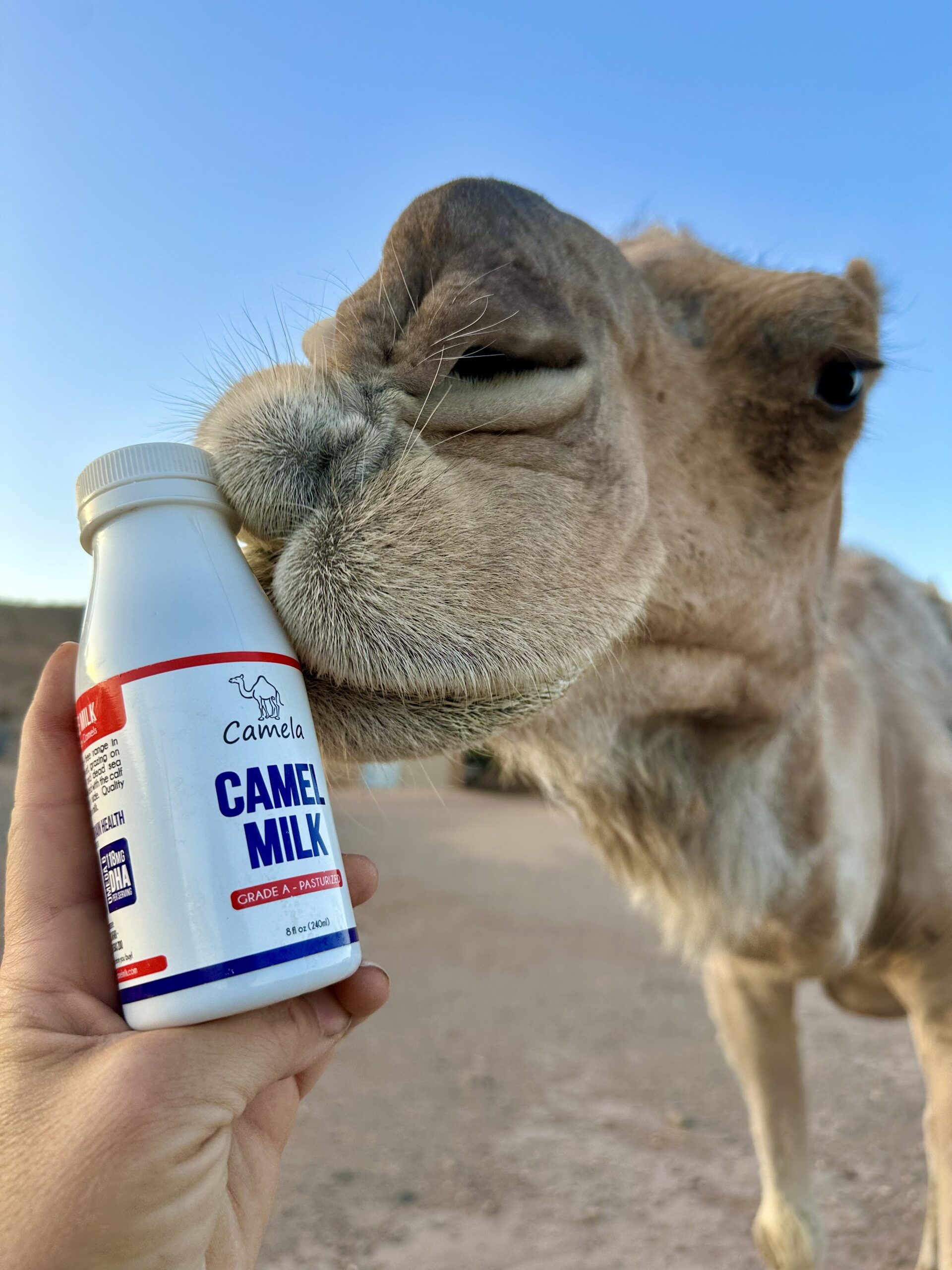 IMG_4997 Camela Camel Milk