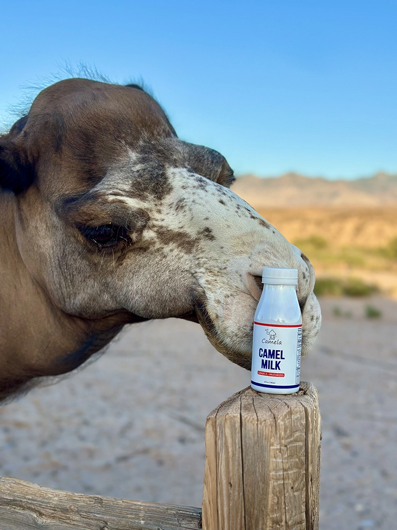 camela_milk2 Camela Camel Milk